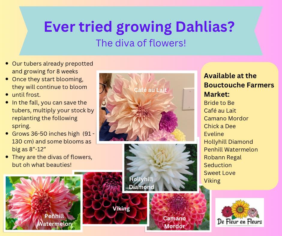 Ever tried growing Dahlias?